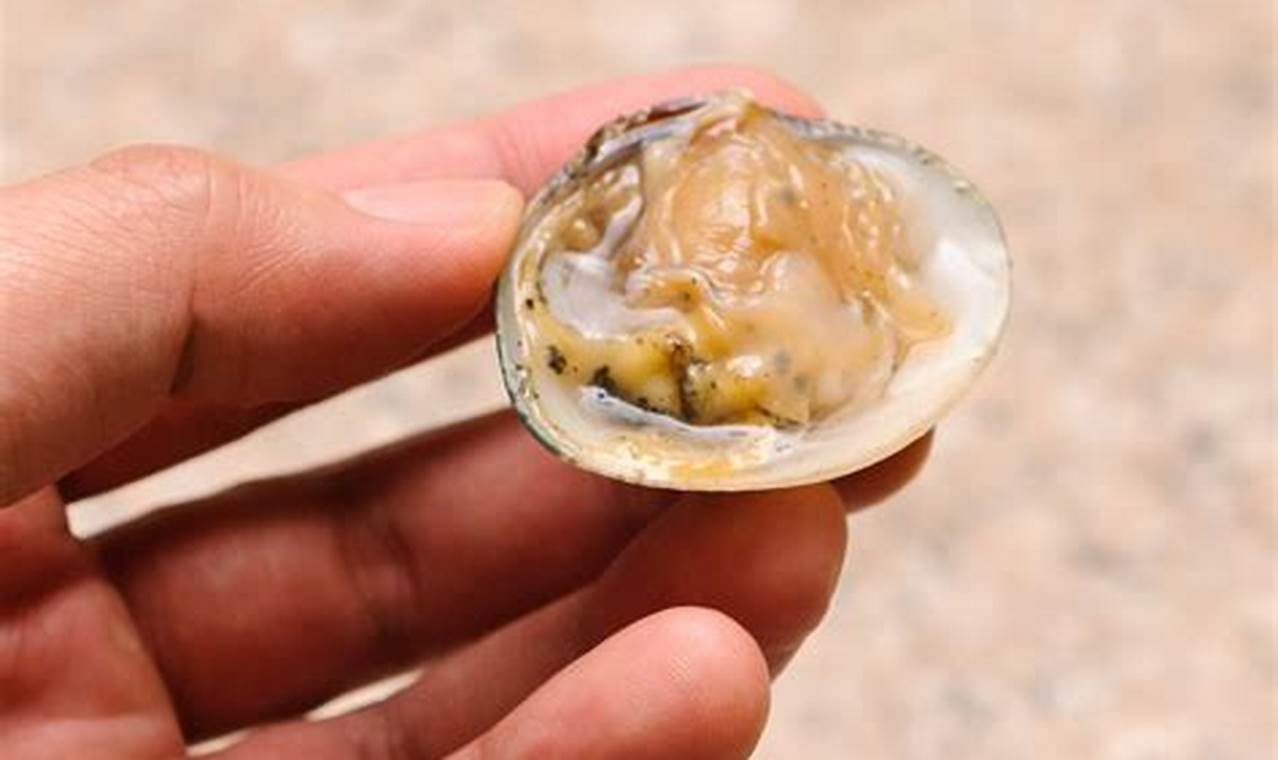 The Ultimate Guide to Shucking Clams: A Step-by-Step Breakdown