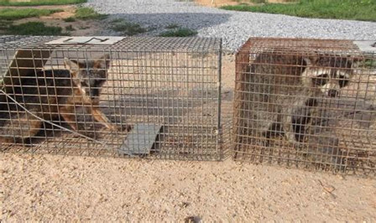 The Ultimate Guide: How To Catch A Coyote In A Trap