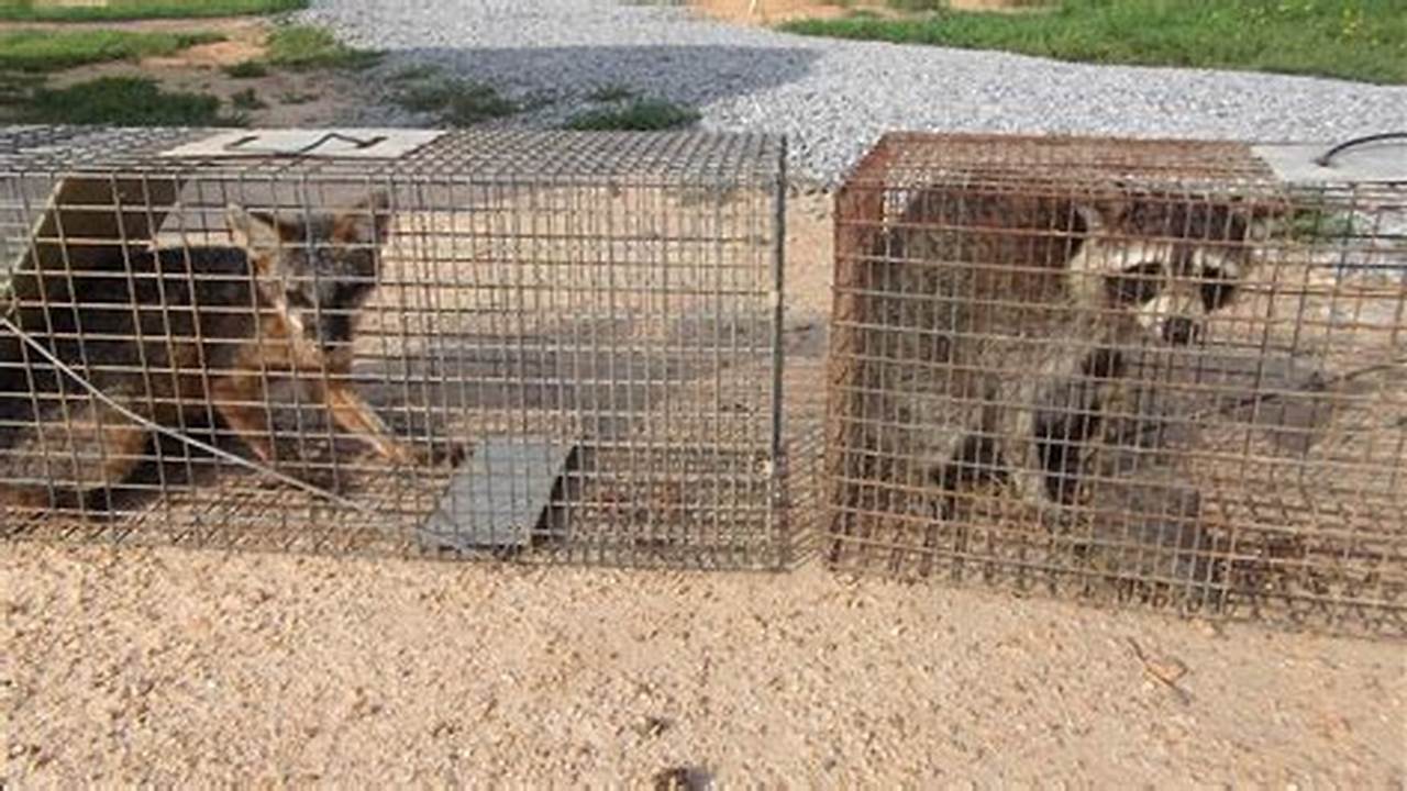 The Ultimate Guide: How To Catch A Coyote In A Trap