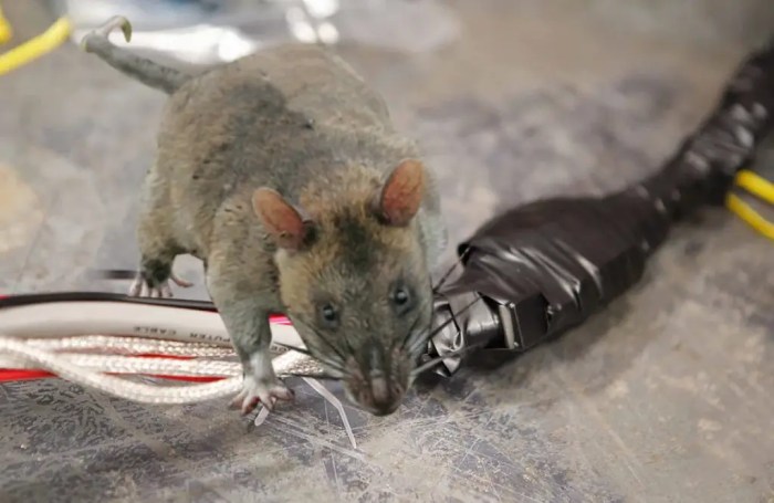 Rodents chewing car wires insurance