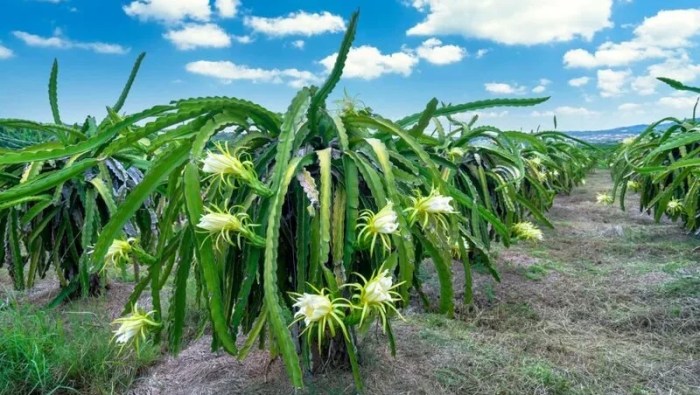 Fruit dragon pollinate How to pollinate dragon fruit
