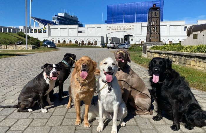 How to socialize an aggressive dog