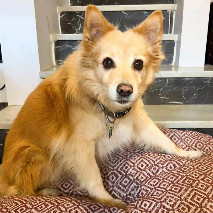 How to strengthen old dog's hind legs