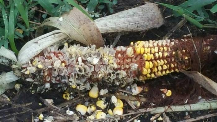 How long does it take for deer to find corn