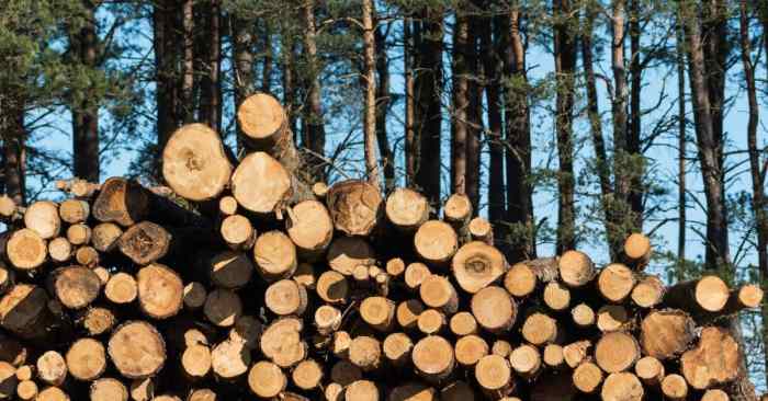 How long does it take wood to dry