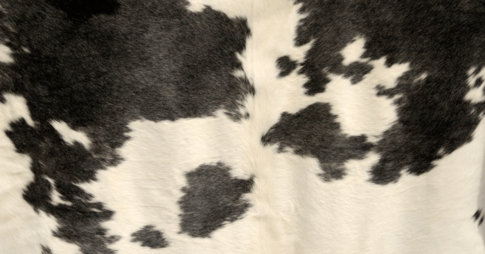 How to clean cowhide rug
