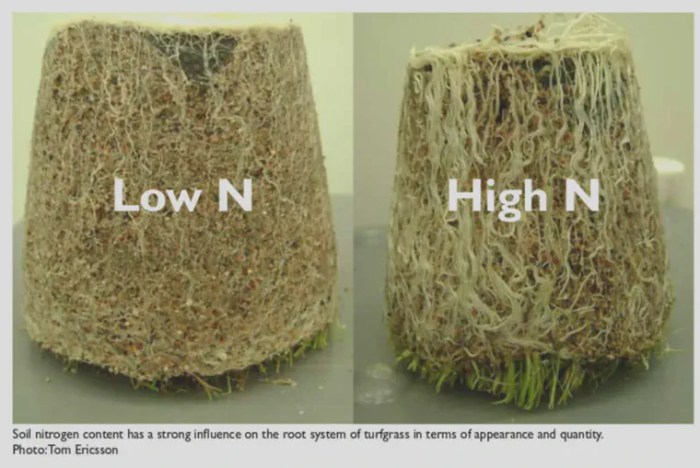 How long does it take for turf to root