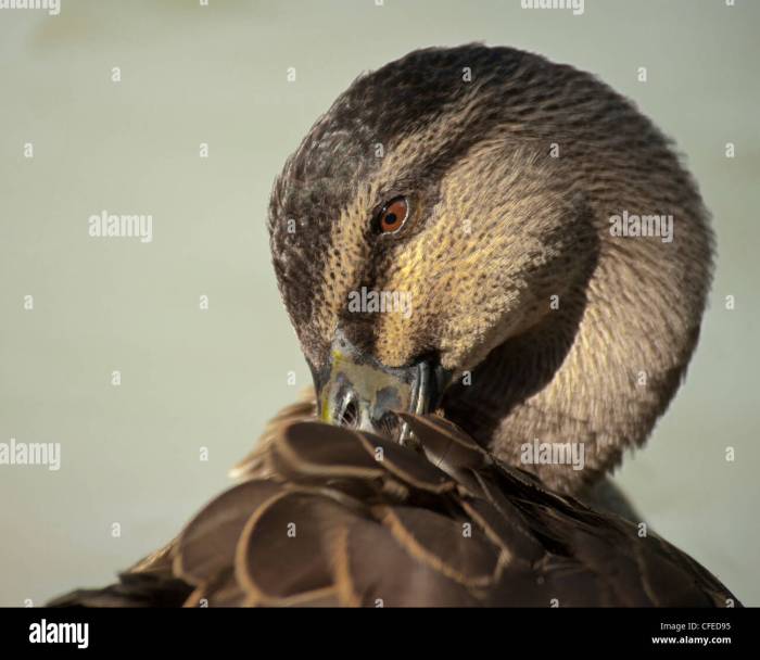 How to disinfect feathers