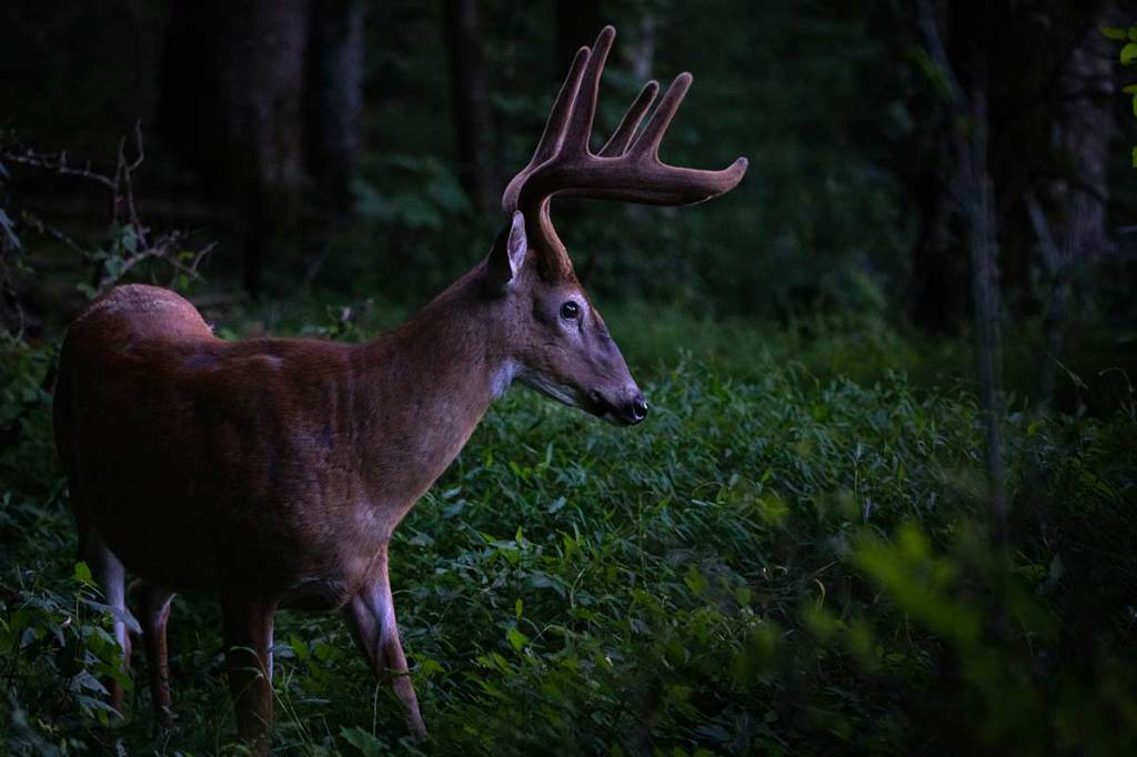 How long does it take for deer to find corn