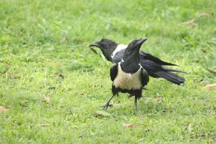 Crows rid banish Crows rid banish