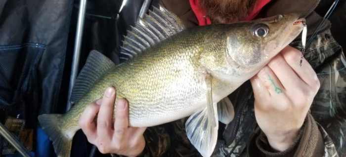 Fishing walleye shore angler water fish complete guide recreation wetland leisure pond hobby casting rod angling recreational lake natural outdoor How to catch walleye from shore