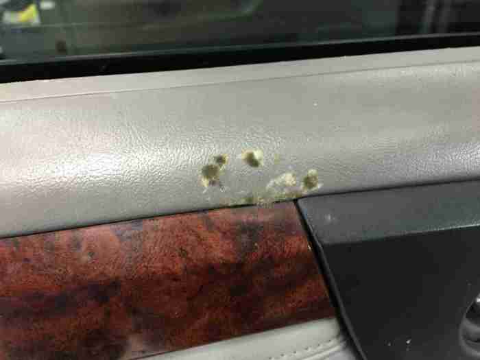 Mold How to remove mold from a car interior
