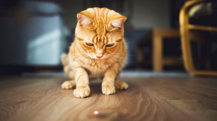 Laser eye pointer damage exercise according staring cause permanent pets beam used small can study How to reverse laser pointer syndrome in dogs