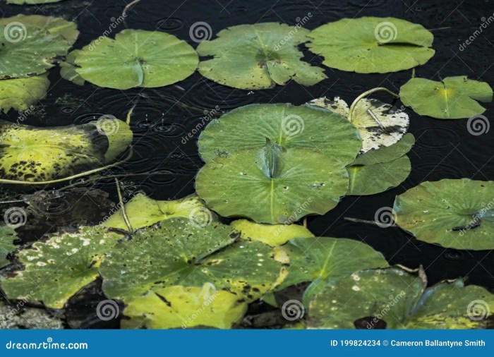 How to winterize lily pads in kansas