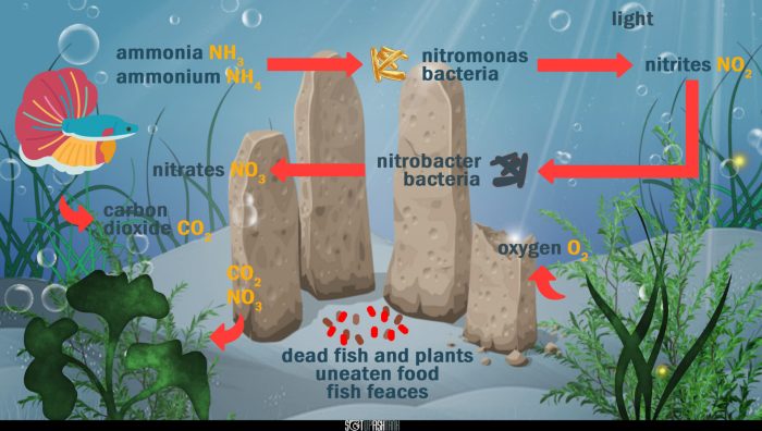 How to reduce nitrates in a reef tank