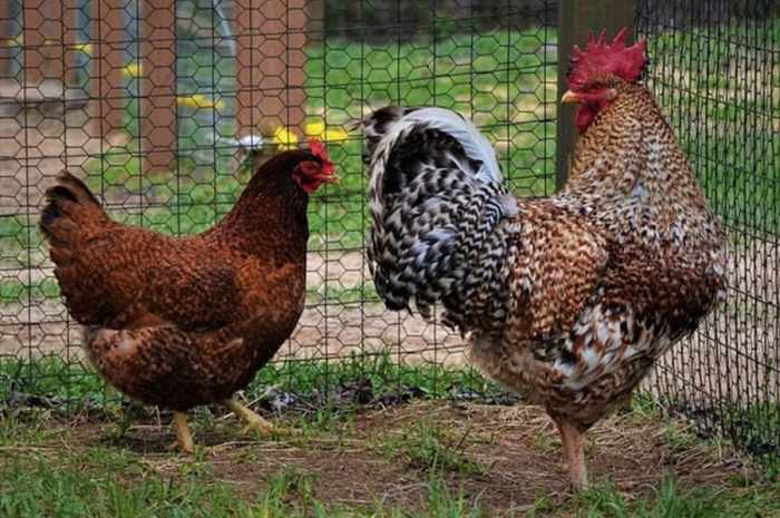 Chickens cole How to breed rhodebar chicken