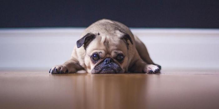 How to reverse laser pointer syndrome in dogs